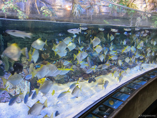 水族館の熱帯魚