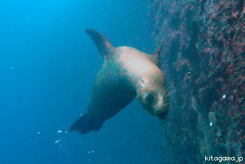 ガラパゴス諸島ダイビング