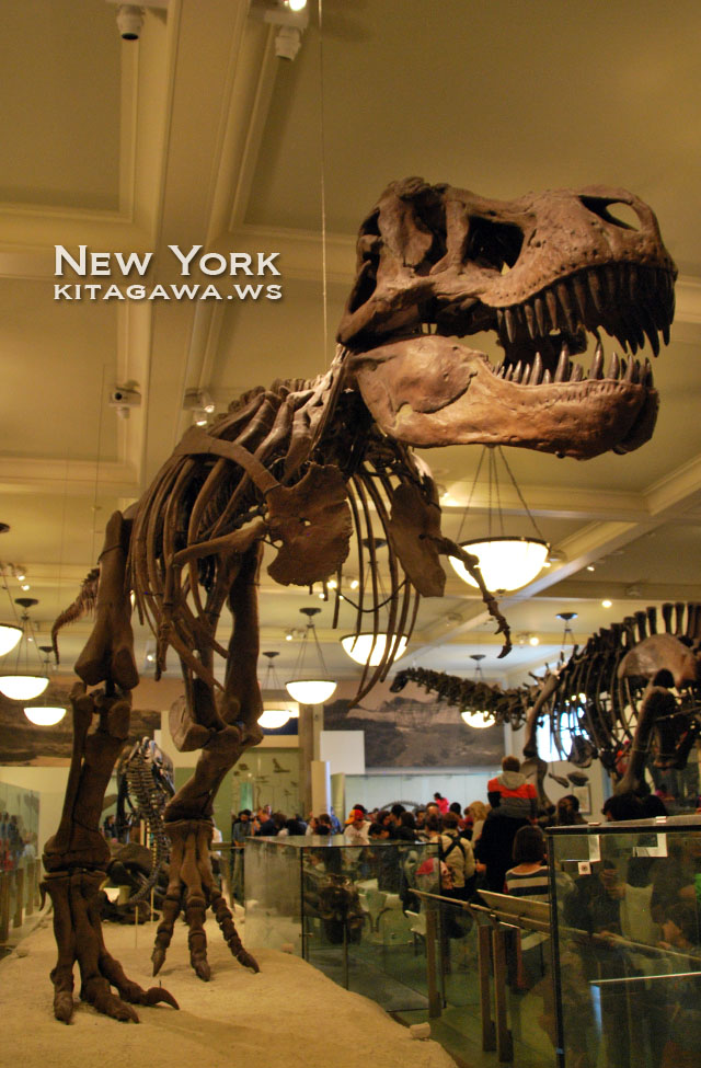 ニューヨーク アメリカ自然史博物館