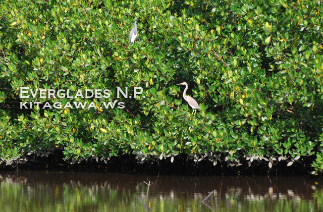 フロリダ エバーグレーズ国立公園 野鳥