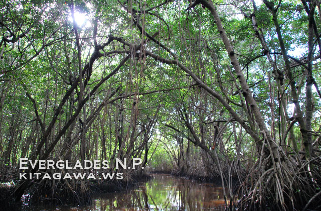 エバーグレーズ国立公園 Everglades National Park