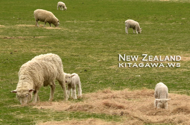 羊 ニュージーランド
