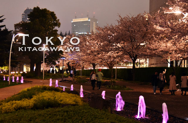 東京ミッドタウン 桜ライトアップ
