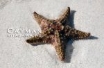 Starfish Point, Grand Cayman