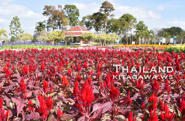 Amazing International Flower Festival in Khon Kaen