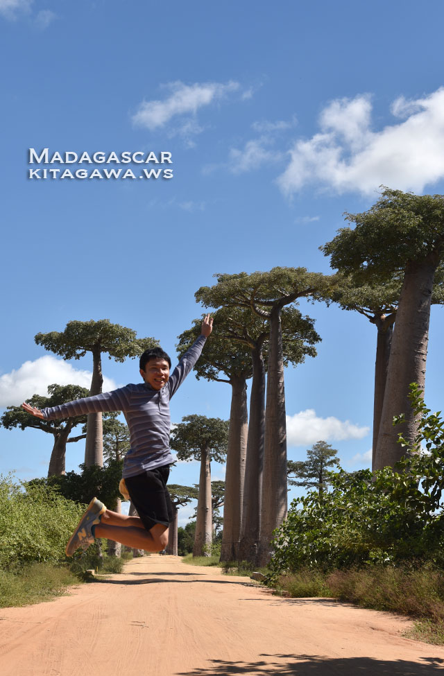 マダガスカル旅行記 バオバブ街道