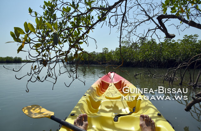 ギニアビサウのマングローブ林をカヌーで探検