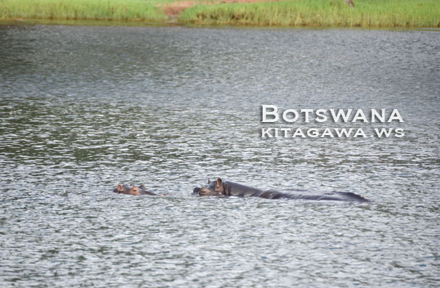 ボツワナ旅行記 チョベ国立公園ボートサファリ