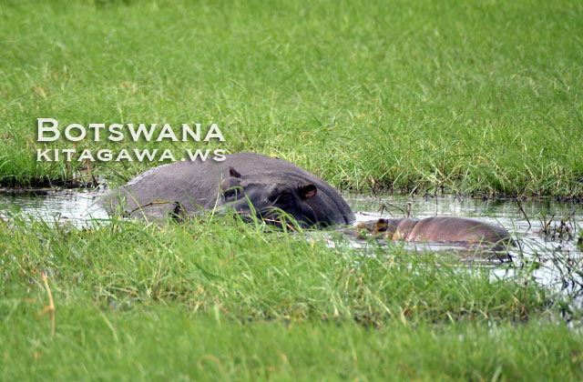 Hippopotamus, Chobe National Park, Botswana