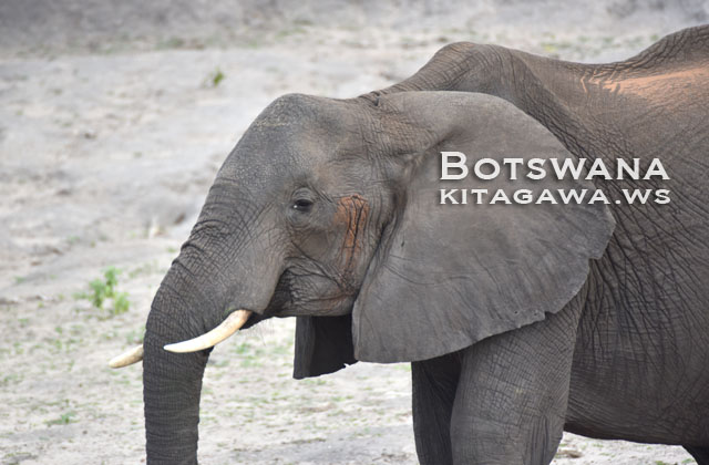 アフリカゾウ African Bush Elephant