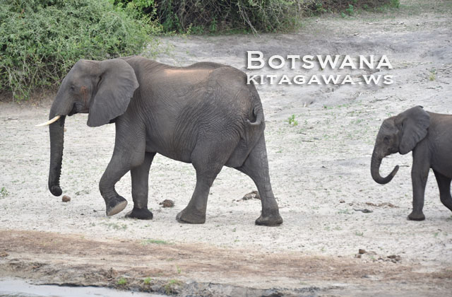African Bush Elephant, Chobe National Park, Botswana