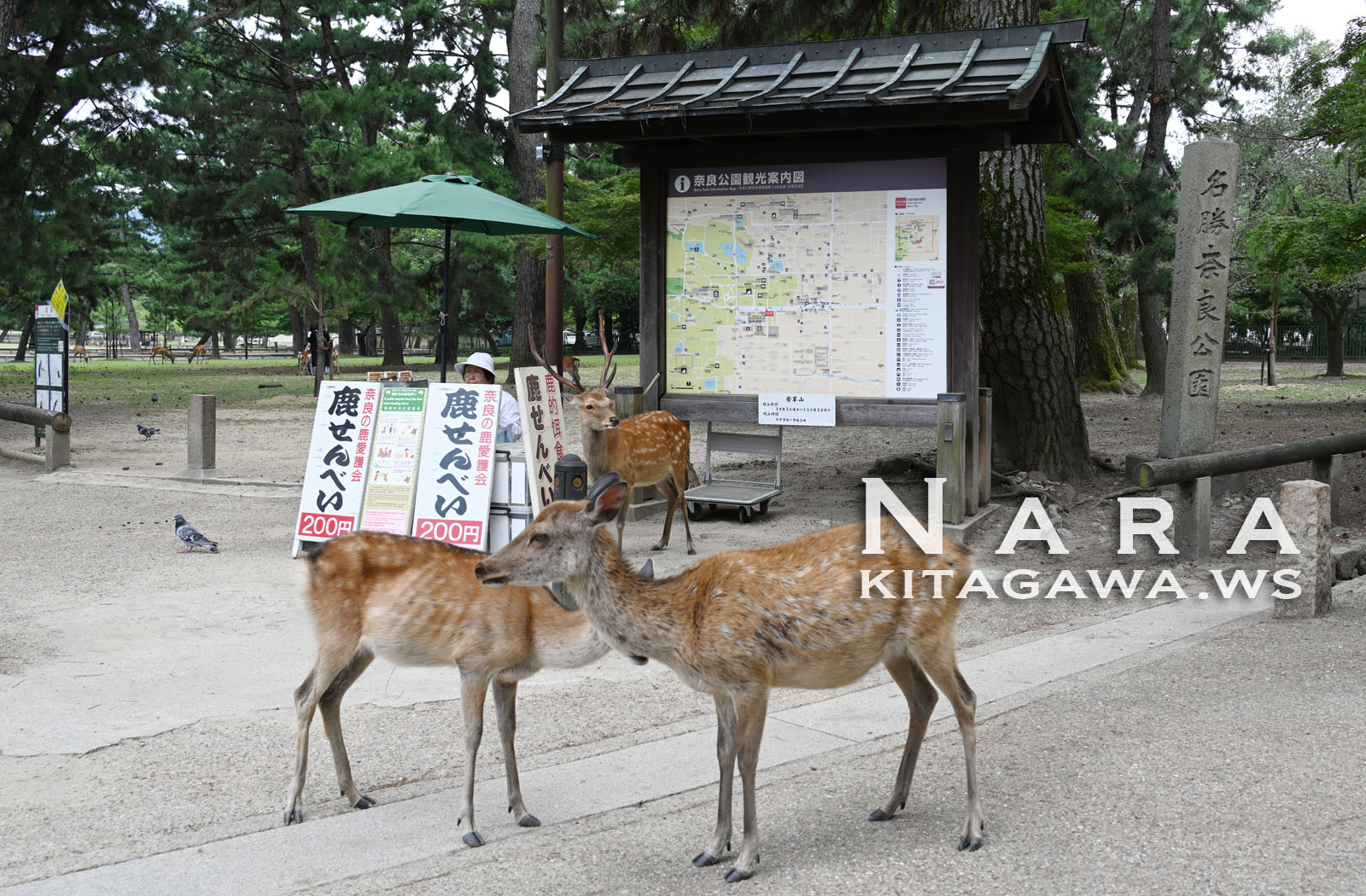 奈良公園の鹿せんべい