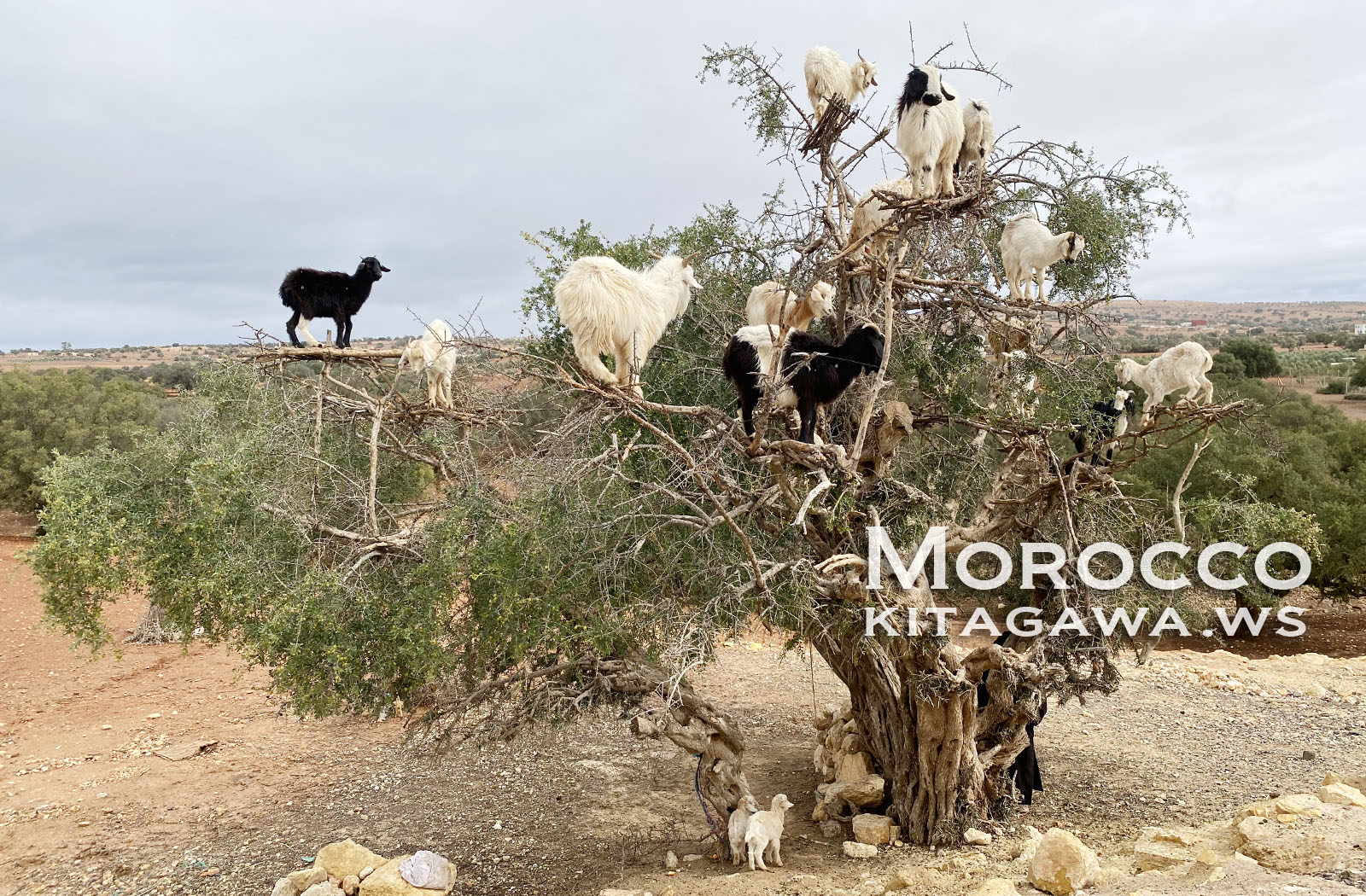モロッコ ヤギがなる木 アルガンツリー