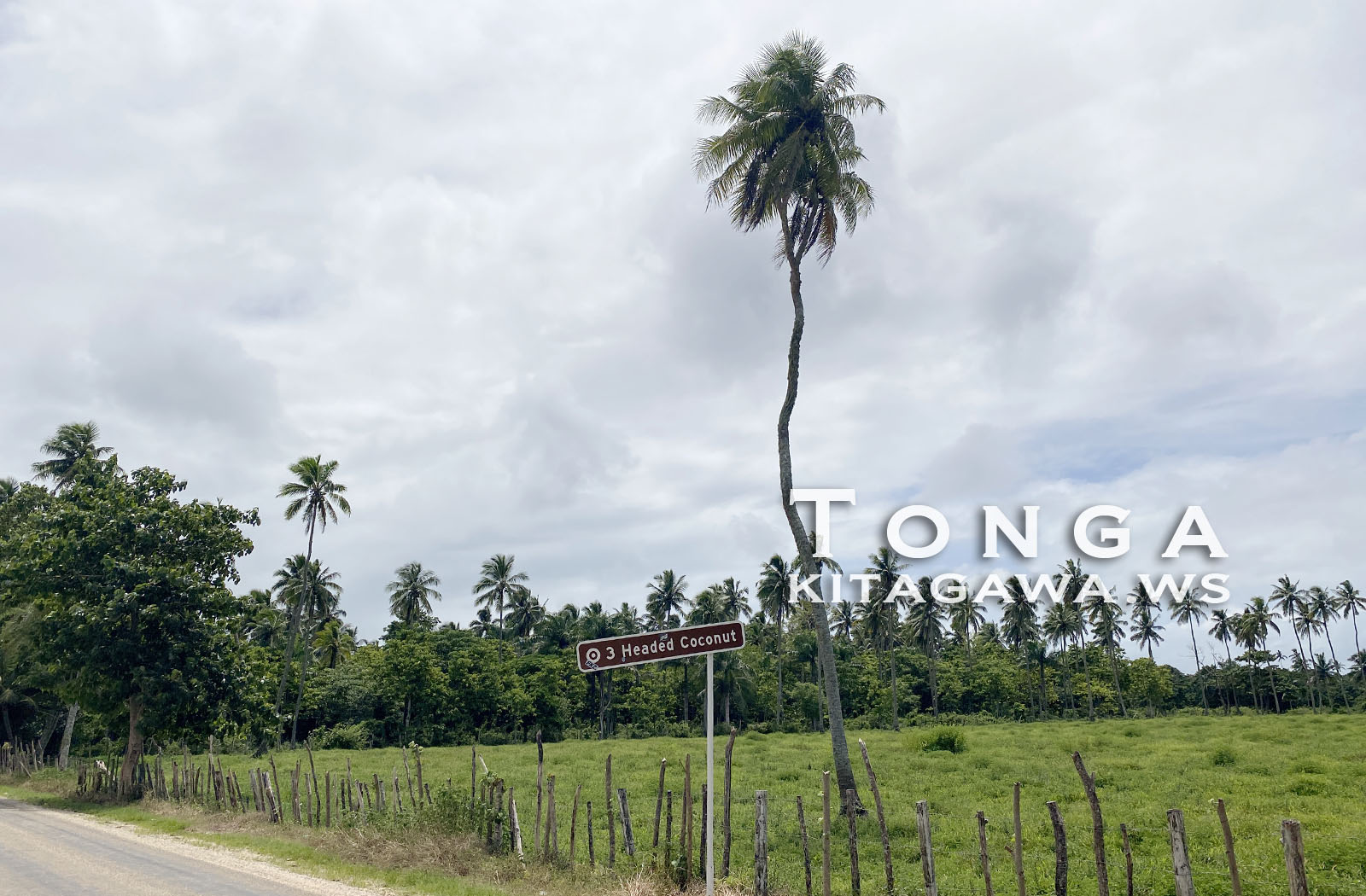 3 Headed Coconut Tree