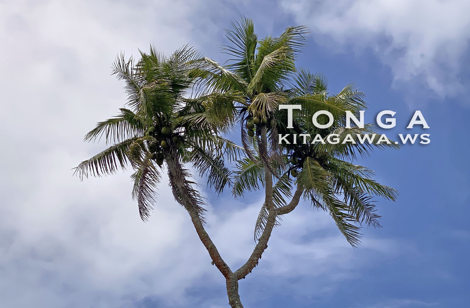 三つ頭のヤシの木