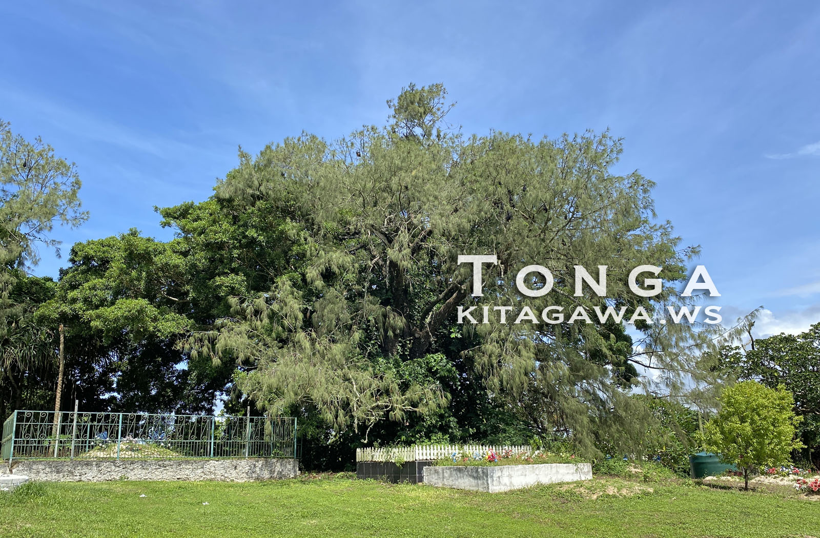 Kolovai Village 大コウモリ保護区